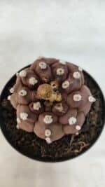 ASTROPHYTUM ASTERIAS “Purple - Kikko”  Nº 1041 – vaso 09