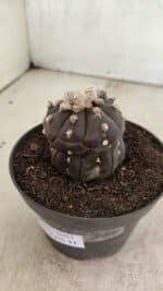 Matriz ASTROPHYTUM ASTERIAS “Purple - Kikko”  Nº 1041 – vaso 11 - Imagem 10