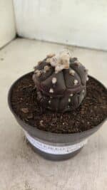 Matriz ASTROPHYTUM ASTERIAS “Purple - Kikko”  Nº 1041 – vaso 11 - Imagem 7