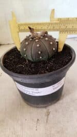 ASTROPHYTUM ASTERIAS SUPER KABUTO "PURPLE" Nº 1045 – vaso 15 - Imagem 4