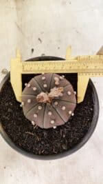 ASTROPHYTUM ASTERIAS SUPER KABUTO "PURPLE" Nº 1045 – vaso 15