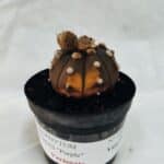 ASTROPHYTUM ASTERIAS “Purple - VARIEGATA”  Nº 1040 – vaso 09