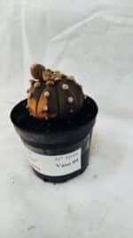 ASTROPHYTUM ASTERIAS “Purple - VARIEGATA”  Nº 1040 – vaso 09 - Imagem 7