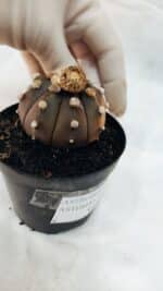 ASTROPHYTUM ASTERIAS “Purple - VARIEGATA”  Nº 1040 – vaso 09 - Imagem 5