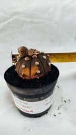 ASTROPHYTUM ASTERIAS “Purple - VARIEGATA”  Nº 1040 – vaso 09 - Imagem 4