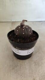 ASTROPHYTUM ASTERIAS “Purple”  Nº 1021 – vaso 09 - Imagem 2