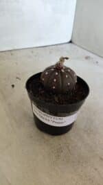 ASTROPHYTUM ASTERIAS “Purple”  Nº 1021 – vaso 09 - Imagem 8