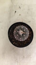 ASTROPHYTUM ASTERIAS “Purple”  Nº 1021 – vaso 09 - Imagem 3