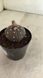 ASTROPHYTUM ASTERIAS “Purple”  Nº 1021 – vaso 09 - Imagem 6