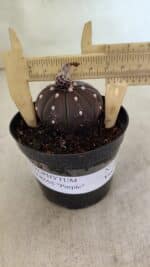 ASTROPHYTUM ASTERIAS “Purple”  Nº 1021 – vaso 09