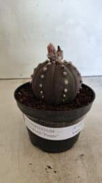 ASTROPHYTUM ASTERIAS “Purple”  Nº 1031 – vaso 11 - Imagem 2