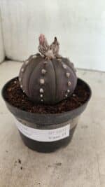 ASTROPHYTUM ASTERIAS “Purple”  Nº 1031 – vaso 11 - Imagem 8