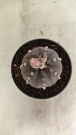 ASTROPHYTUM ASTERIAS “Purple”  Nº 1031 – vaso 11 - Imagem 3