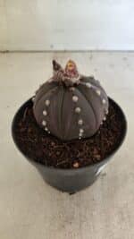 ASTROPHYTUM ASTERIAS “Purple”  Nº 1031 – vaso 11 - Imagem 7