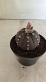 ASTROPHYTUM ASTERIAS “Purple”  Nº 1031 – vaso 11 - Imagem 6