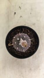 ASTROPHYTUM ASTERIAS “Purple”  Nº 1032 – vaso 09 - Imagem 3