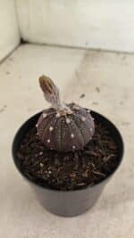 ASTROPHYTUM ASTERIAS “Purple”  Nº 1032 – vaso 09 - Imagem 7