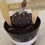 ASTROPHYTUM ASTERIAS “Purple”  Nº 1032 – vaso 09