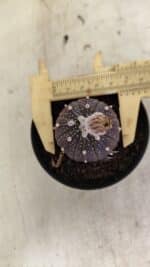 ASTROPHYTUM ASTERIAS “Purple”  Nº 1032 – vaso 09 - Imagem 5