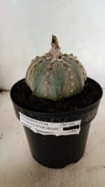 ASTROPHYTUM ASTERIAS STAR SHAPE Nº 135 – vaso 17 - Imagem 2