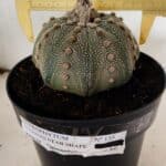 ASTROPHYTUM ASTERIAS STAR SHAPE Nº 135 – vaso 17