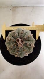 ASTROPHYTUM ASTERIAS STAR SHAPE Nº 135 – vaso 17 - Imagem 5