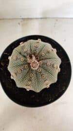 ASTROPHYTUM ASTERIAS STAR SHAPE Nº 135 – vaso 17 - Imagem 9