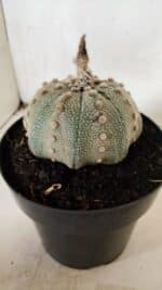 ASTROPHYTUM ASTERIAS STAR SHAPE Nº 135 – vaso 17 - Imagem 7