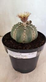 ASTROPHYTUM ASTERIAS STAR SHAPE Nº 364 – vaso 17 - Imagem 2