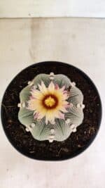 ASTROPHYTUM ASTERIAS STAR SHAPE Nº 364 – vaso 17 - Imagem 3