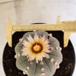 ASTROPHYTUM ASTERIAS STAR SHAPE Nº 364 – vaso 17