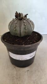 MATRIZ ASTROPHYTUM ASTERIAS STAR SHAPE "Purple" Nº 1030 – vaso 15 - Imagem 2