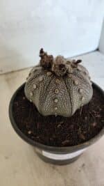 MATRIZ ASTROPHYTUM ASTERIAS STAR SHAPE "Purple" Nº 1030 – vaso 15 - Imagem 11