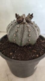MATRIZ ASTROPHYTUM ASTERIAS STAR SHAPE "Purple" Nº 1030 – vaso 15 - Imagem 7