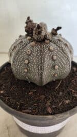 MATRIZ ASTROPHYTUM ASTERIAS STAR SHAPE "Purple" Nº 1030 – vaso 15 - Imagem 6