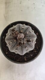 MATRIZ ASTROPHYTUM ASTERIAS STAR SHAPE "Purple" Nº 1030 – vaso 15 - Imagem 3