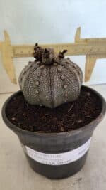 MATRIZ ASTROPHYTUM ASTERIAS STAR SHAPE "Purple" Nº 1030 – vaso 15 - Imagem 4