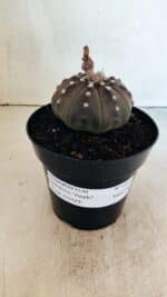 MATRIZ ASTROPHYTUM ASTERIAS STAR SHAPE "Purple" Nº 1035 – vaso 15 - Imagem 2