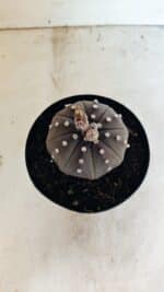 MATRIZ ASTROPHYTUM ASTERIAS STAR SHAPE "Purple" Nº 1035 – vaso 15 - Imagem 3