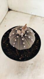 MATRIZ ASTROPHYTUM ASTERIAS STAR SHAPE "Purple" Nº 1035 – vaso 15 - Imagem 7