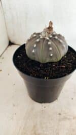 MATRIZ ASTROPHYTUM ASTERIAS STAR SHAPE "Purple" Nº 1035 – vaso 15 - Imagem 8
