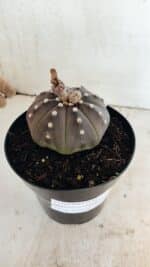 MATRIZ ASTROPHYTUM ASTERIAS STAR SHAPE "Purple" Nº 1035 – vaso 15 - Imagem 9