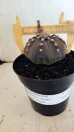 MATRIZ ASTROPHYTUM ASTERIAS STAR SHAPE "Purple" Nº 1035 – vaso 15 - Imagem 10