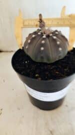 MATRIZ ASTROPHYTUM ASTERIAS STAR SHAPE "Purple" Nº 1035 – vaso 15 - Imagem 4