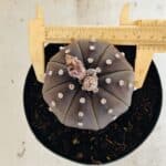 MATRIZ ASTROPHYTUM ASTERIAS STAR SHAPE "Purple" Nº 1035 – vaso 15