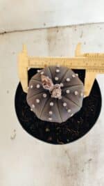 MATRIZ ASTROPHYTUM ASTERIAS STAR SHAPE "Purple" Nº 1035 – vaso 15