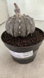 ASTROPHYTUM ASTERIAS STAR SHAPE "Purple" Nº 450 – vaso 11 - Imagem 9
