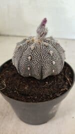 ASTROPHYTUM ASTERIAS STAR SHAPE "Purple" Nº 450 – vaso 11 - Imagem 7