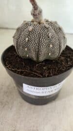 ASTROPHYTUM ASTERIAS STAR SHAPE "Purple" Nº 450 – vaso 11 - Imagem 6