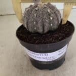 ASTROPHYTUM ASTERIAS STAR SHAPE "Purple" Nº 450 – vaso 11